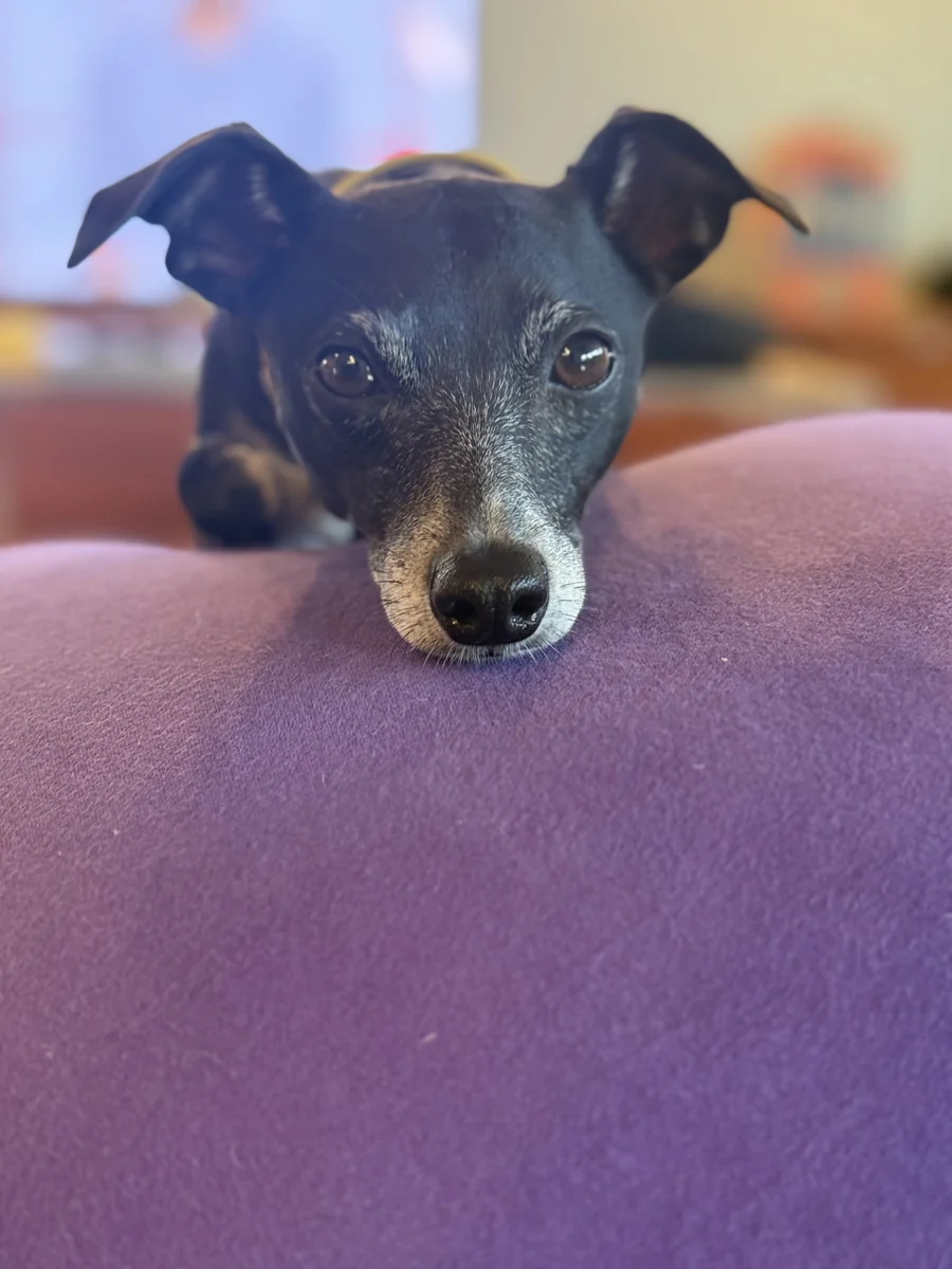 クッションにあごを乗せてくつろぐ看板犬トマト