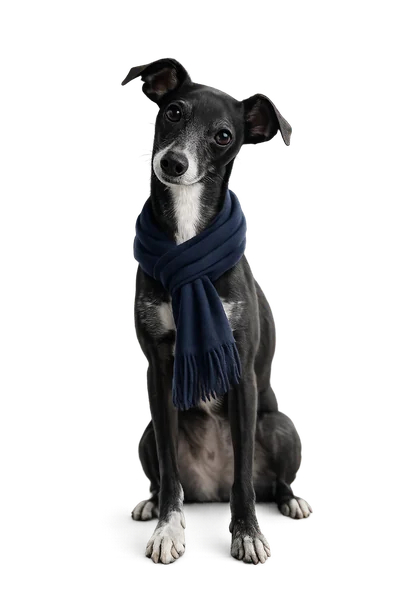 マフラーを巻いた看板犬トマト